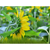Syngenta НК Бріо